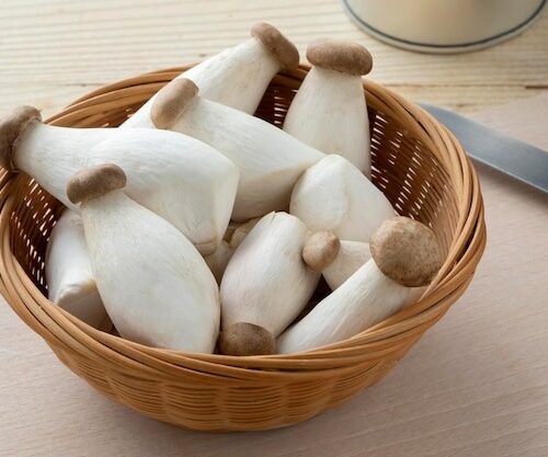 Nấm đùi gà