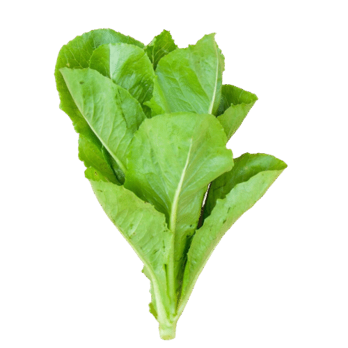 Cải bẹ xanh